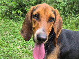 Kiara, chienne croisée Braque du Jura à adopter en association