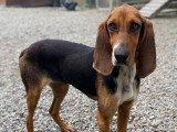 Kiara, chienne croisée Braque du Jura à adopter en association