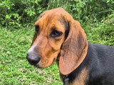 Kiara, chienne croisée Braque du Jura à adopter en association