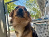 Aika, jeune croisé Berger Australien à adopter en association