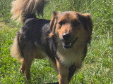 Aika, jeune croisé Berger Australien à adopter en association