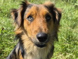 Aika, jeune croisé Berger Australien à adopter en association
