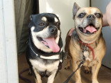 Chouquette et Bobby, Bouledogues croisés Chihuahua à adopter en association