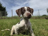 Chiot femelle croisée Jack Russel à adopter en association