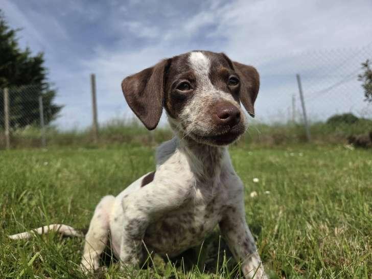 Chiot femelle croisée Jack Russel à adopter en association