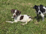 Chiot femelle croisée Jack Russel à adopter en association