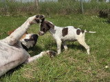Chiot femelle croisée Jack Russel à adopter en association