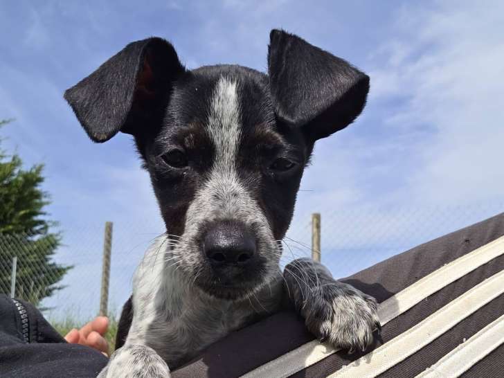 Bordy, chien croisé Jack Russel à adopter en association