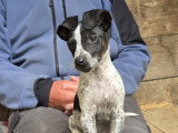 Bordy, chien croisé Jack Russel à adopter en association