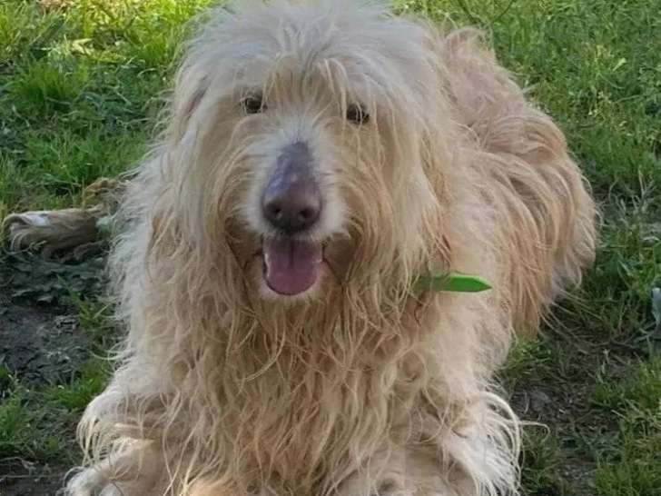 Chienne beige de 5 ans en attente d'adoption
