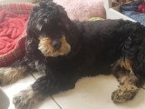 Chien Cocker Spaniel Anglais noir et feu de 4 ans à la recherche d'une famille