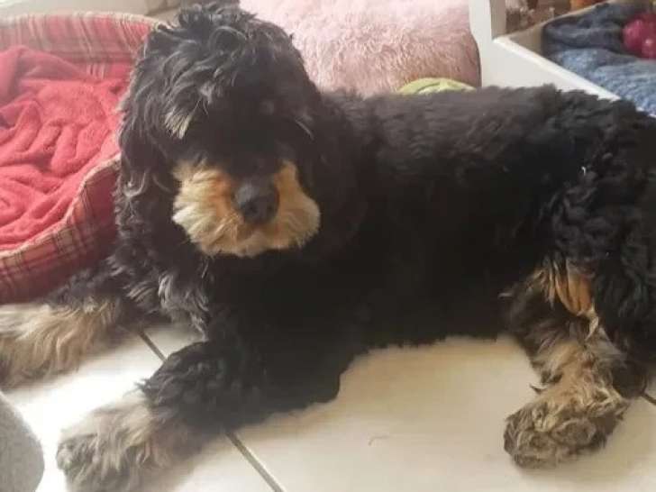 Chien Cocker Spaniel Anglais noir et feu de 4 ans à la recherche d'une famille