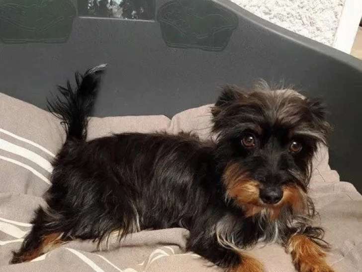 Chienne Silky Terrier noir et feu d'un an prête pour l'adoption
