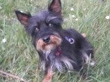 Chienne Silky Terrier noir et feu d'un an prête pour l'adoption