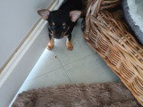 Chiots Chihuahua croisés Yorkshire à vendre