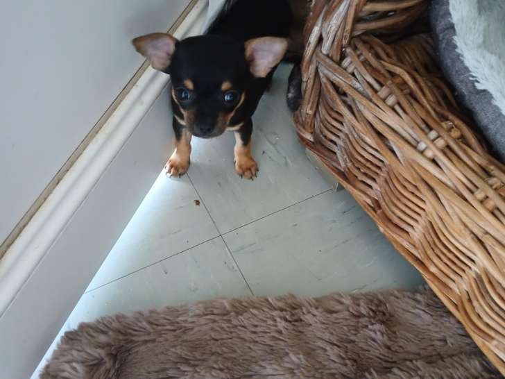 Chiots Chihuahua croisés Yorkshire à vendre