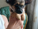 Chiots Chihuahua croisés Yorkshire à vendre