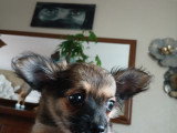 Chiots Chihuahua croisés Yorkshire à vendre