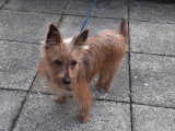 Chien Silky Terrier fauve d'un an en attente d'un foyer