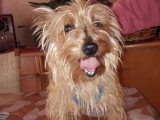 Chien Silky Terrier fauve d'un an en attente d'un foyer