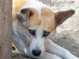 Chien beige de 4 ans à la recherche d'une famille