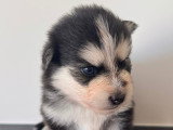 Chiots Pomsky F3+ à réserver