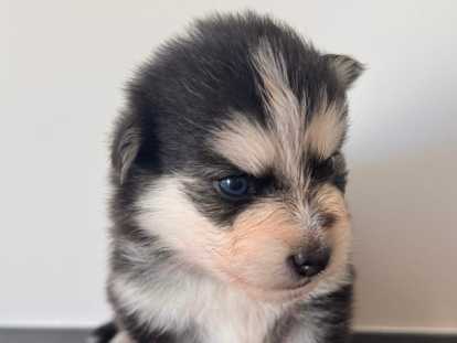 Chiots Pomsky F3+ à réserver