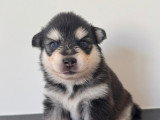 Chiots Pomsky F3+ à réserver