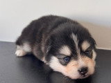 Chiots Pomsky F3+ à réserver