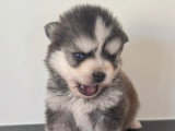 Chiots Pomsky F3+ à réserver