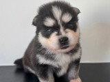Chiots Pomsky F3+ à réserver