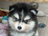 Chiots Pomsky F3+ à réserver