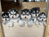 Chiots Pomsky F3 disponible
