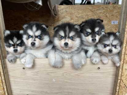 Chiots Pomsky F3 disponible