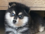Chiots Pomsky F3 disponible