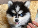 Chiots Pomsky F3 disponible