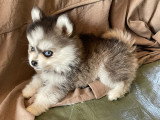 Chiots Pomsky F3 disponible