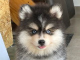 Chiots Pomsky F3 disponible