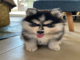 Chiots Pomsky F3 disponible