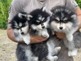 Chiots Pomsky F3 disponible