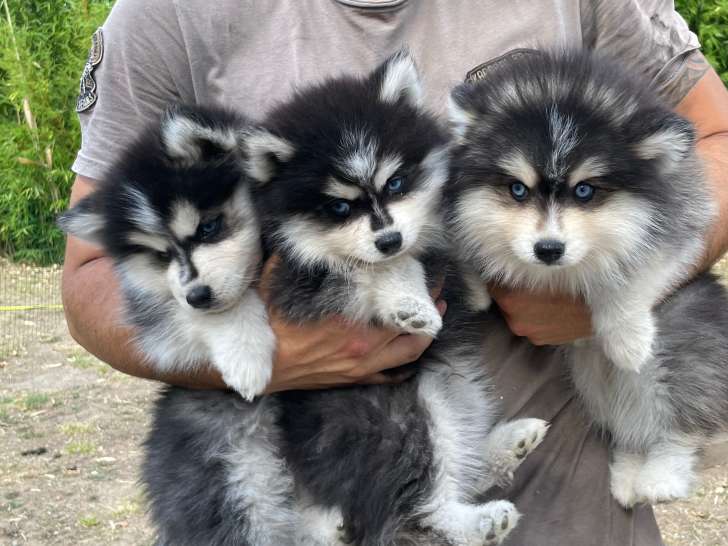 Chiots Pomsky F3 disponible