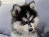 Chiots Pomsky F3 disponible