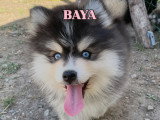 Chiots Pomsky F3 disponible