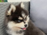 Chiots Pomsky F3 disponible