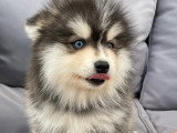 Chiots Pomsky F3 disponible