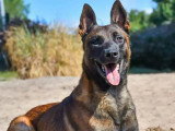 Chien Berger Malinois fauve charbonné de 2 ans disponible à l'adoption