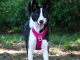 Chienne Border Collie noir et blanc d'un an à adopter
