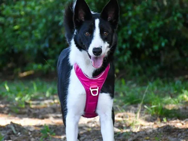 Chienne Border Collie noir et blanc d'un an à adopter
