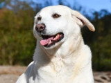 Chienne Labrador sable de 3 ans en quête d'un foyer