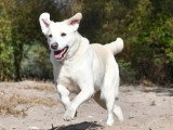 Chienne Labrador sable de 3 ans en quête d'un foyer